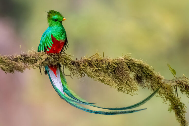 Quetzal vogel fotografiert auf einer Costa Rica Fotosafari.
