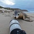 Unser erster Tag in Kangaroo Island