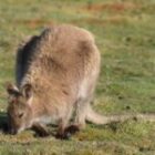 Viele Kängurus und Koalas gesehen