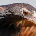 Der größte Adler Australiens