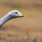 Die seltenste Gans der Welt