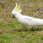 Gelbhaubenkakadus in Australien