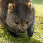 Wombats tagsüber und in der Nacht