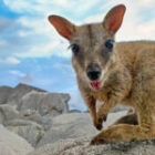 Entdecke die Wildnis Australiens mit Benny Rebel