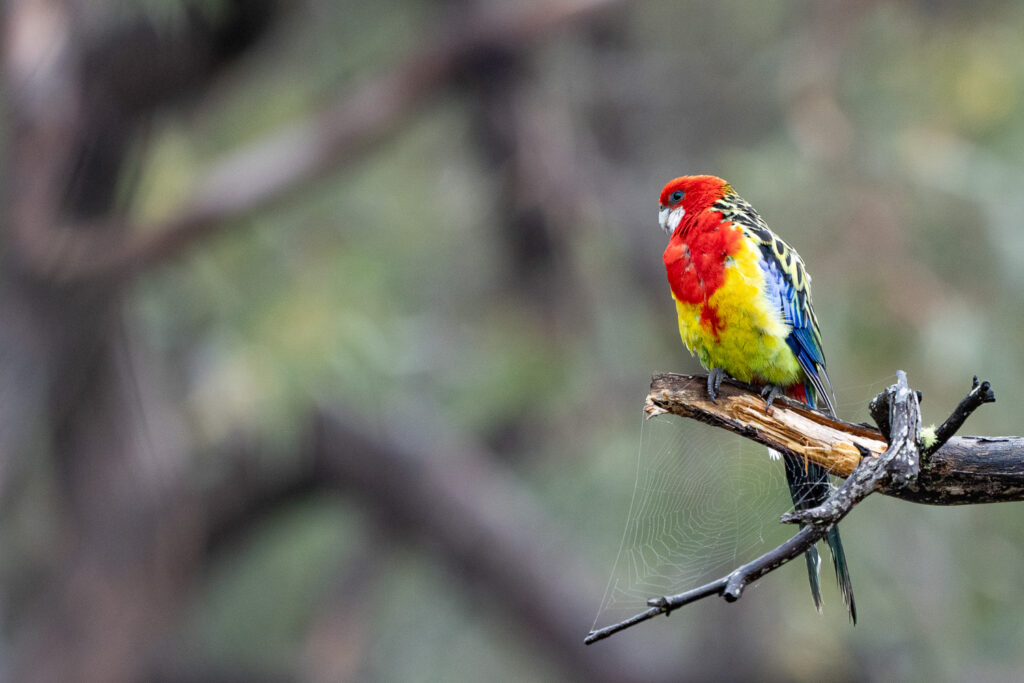 Australien_Fotoreise_508_