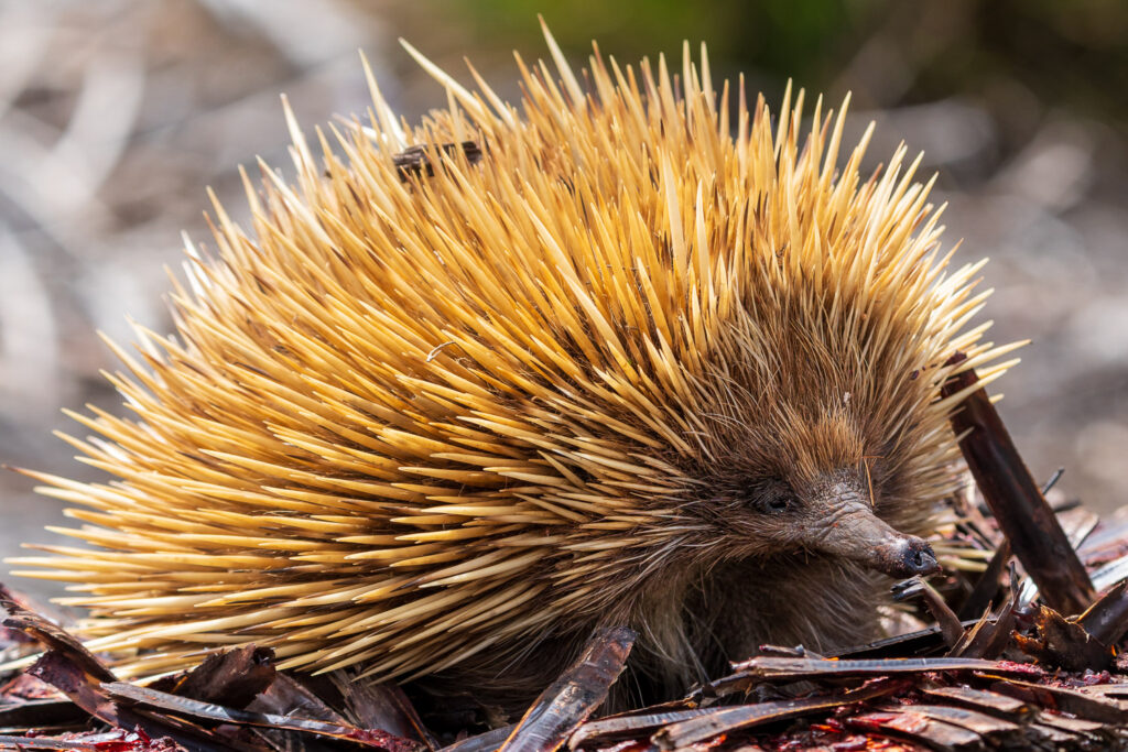 Australien_Fotoreise_509_