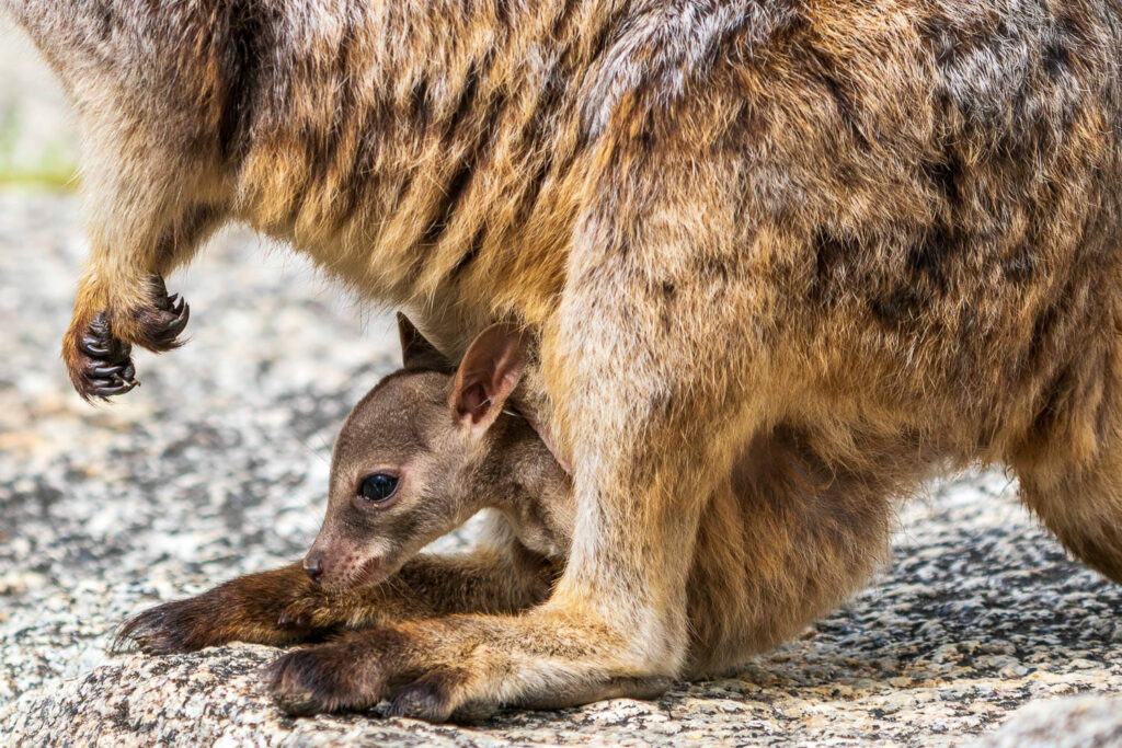 Australien_Fotoreise_514_