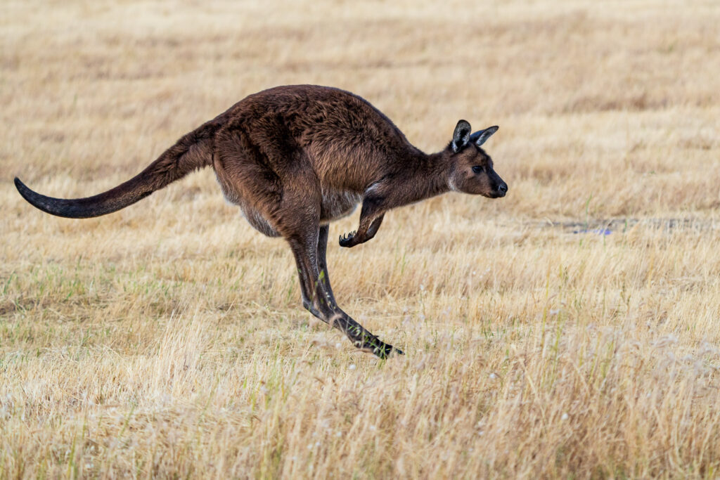 Australien_Fotoreise_533_