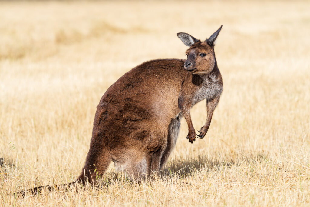 Australien_Fotoreise_534_