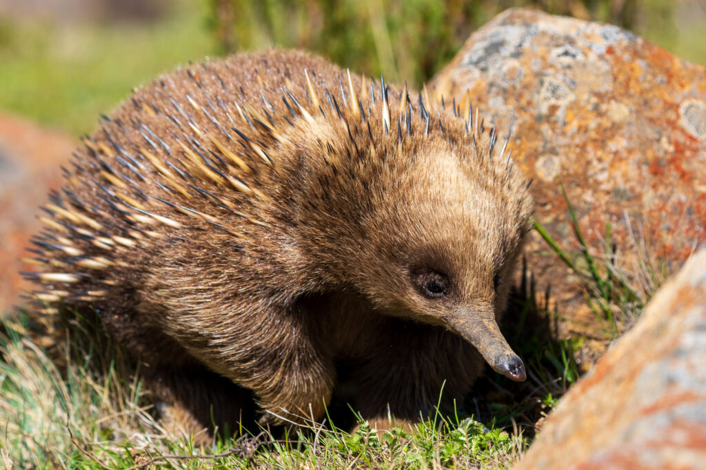 Australien_Fotoreise_548_