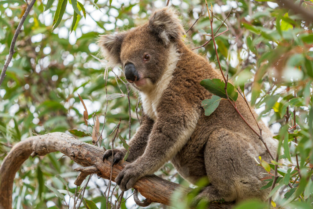 Australien_Fotoreise_559_