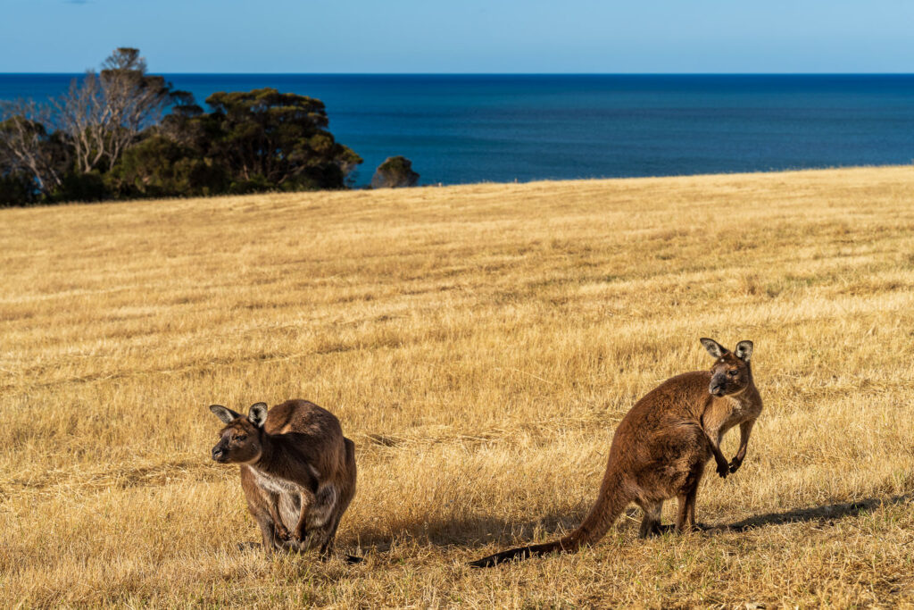 Australien_Fotoreise_566_