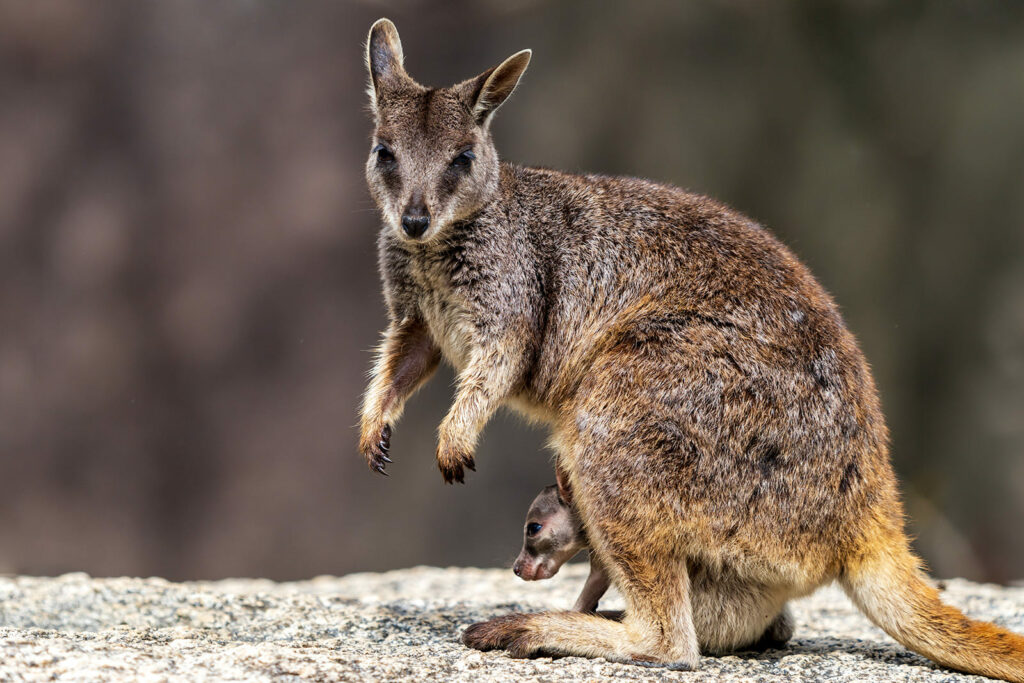 Australien_Fotoreise_568_