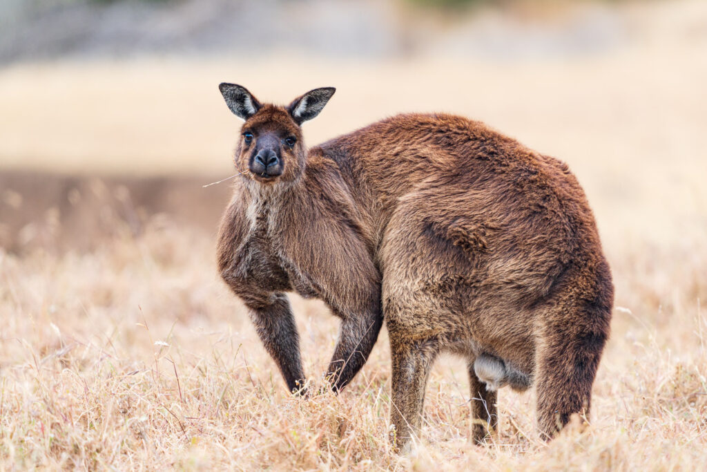 Australien_Fotoreise_573_