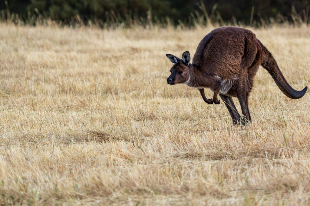 Australien_Fotoreise_574_