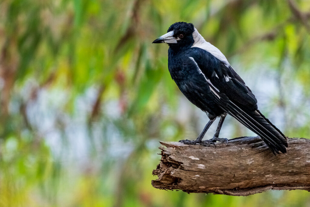 Australien_Fotoreise_597_