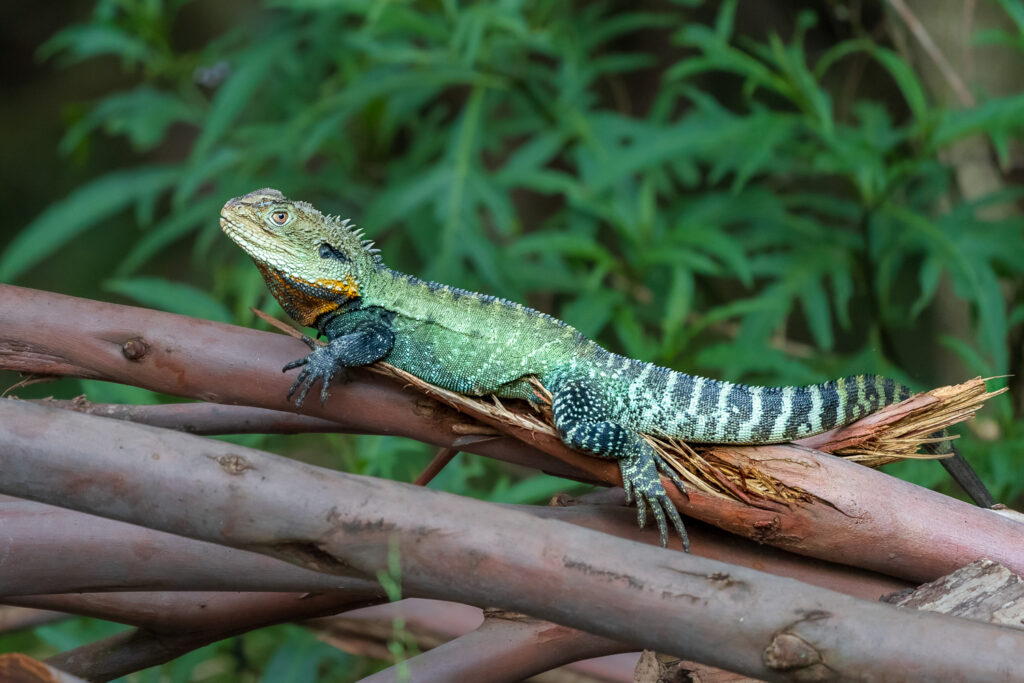 Australien_Fotoreise_600_