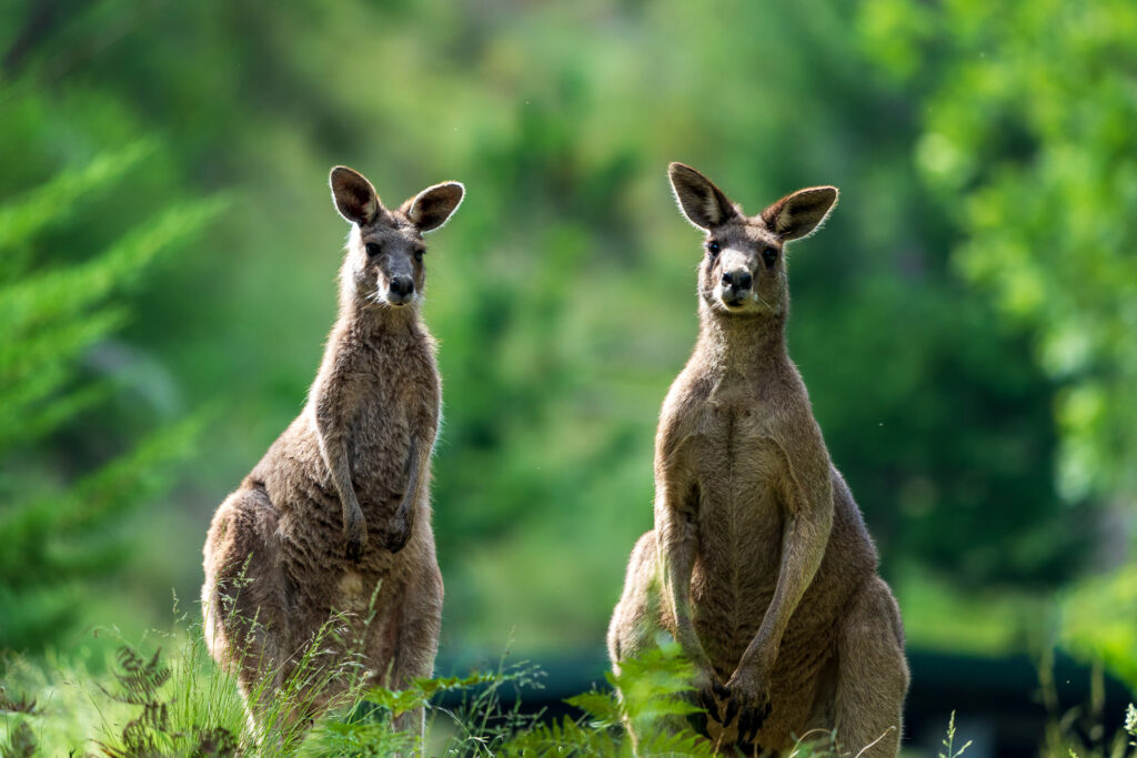 Australien_Fotoreise_612_