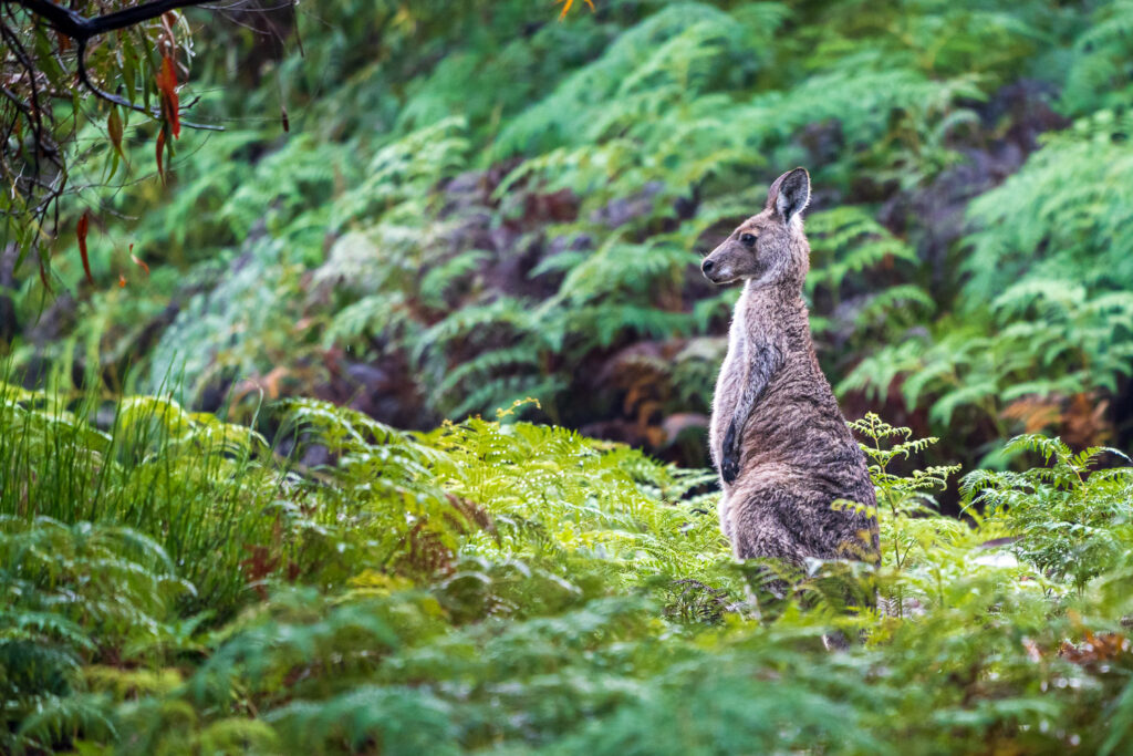 Australien_Fotoreise_613_