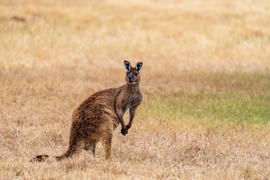 Australien_Fotoreise_622_