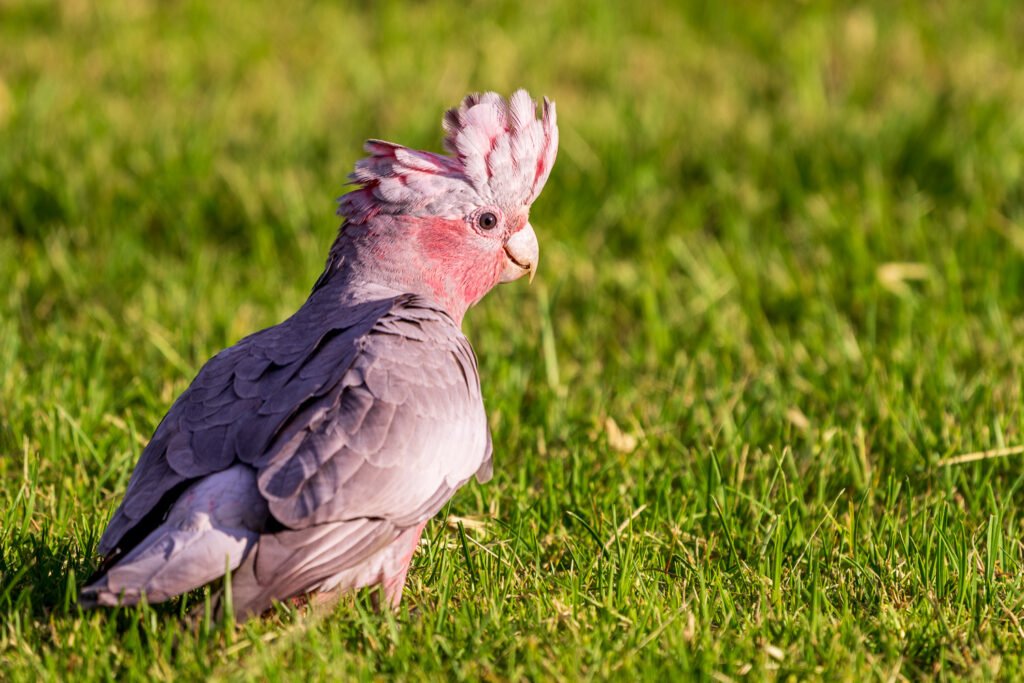 Australien_Fotoreise_647_