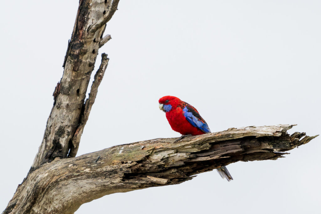 Australien_Fotoreise_658_