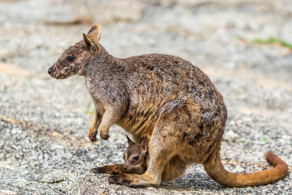 Australien_Fotoreise_676_