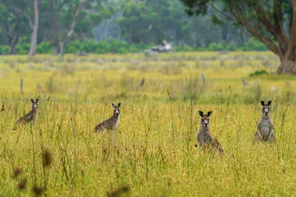 Australien_Fotoreise_681_