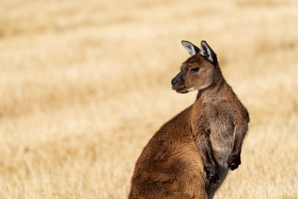 Australien_Fotoreise_682_