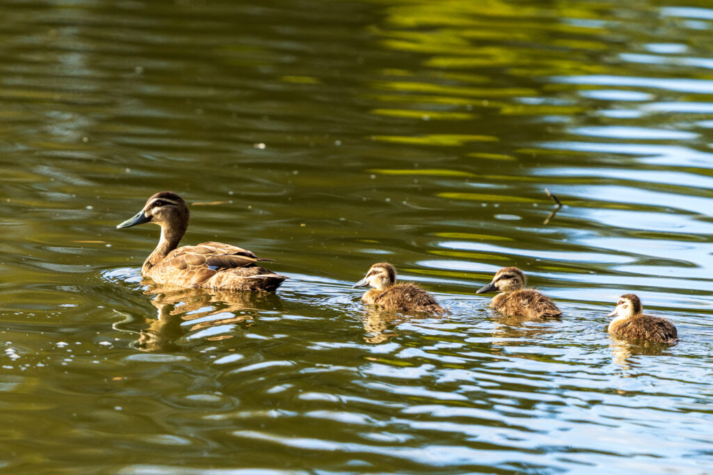 Australien_Fotoreise_687_