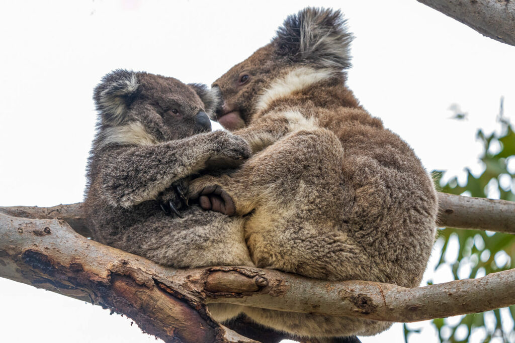 Australien_Fotoreise_696_