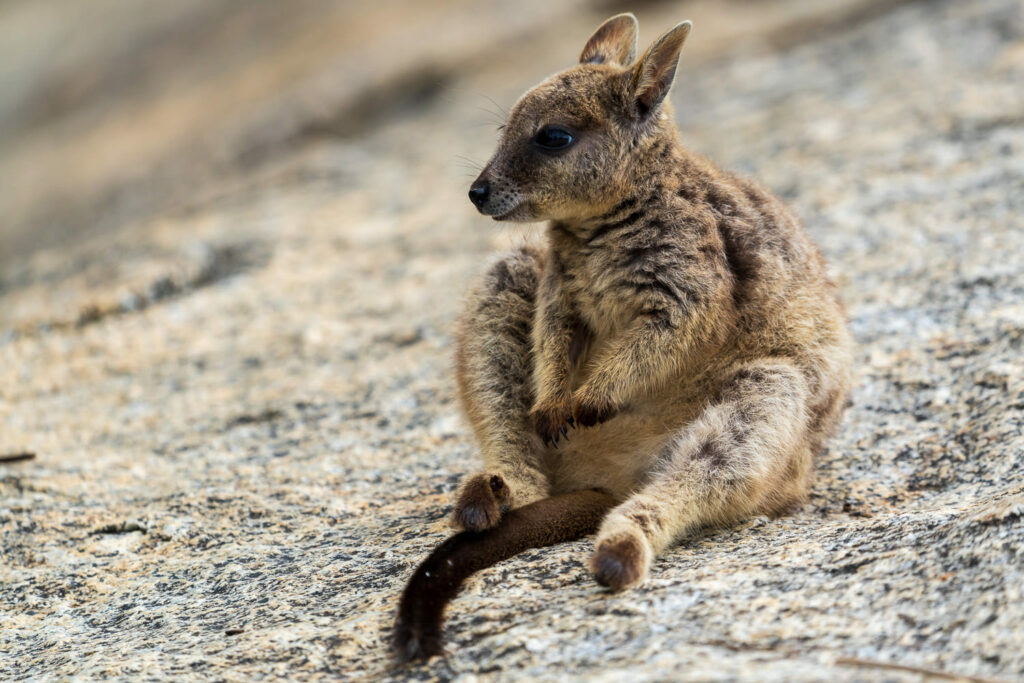 Australien_Fotoreise_699_