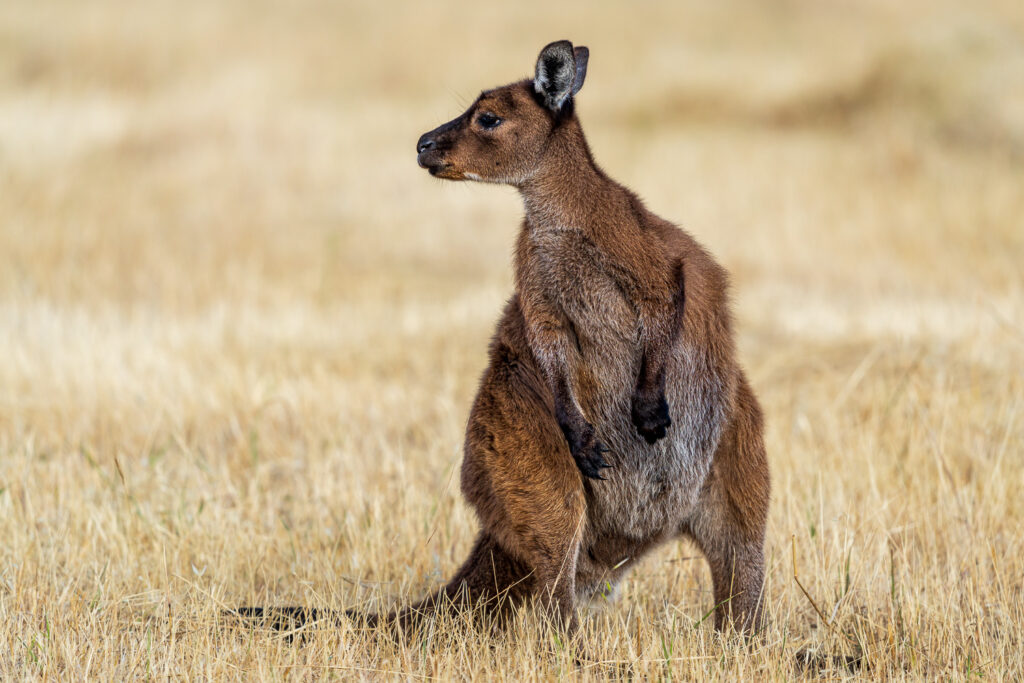 Australien_Fotoreise_702_