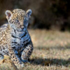 Brasilianischer Baby-Jaguar und meine 2026-Brasilien-Fotosafari