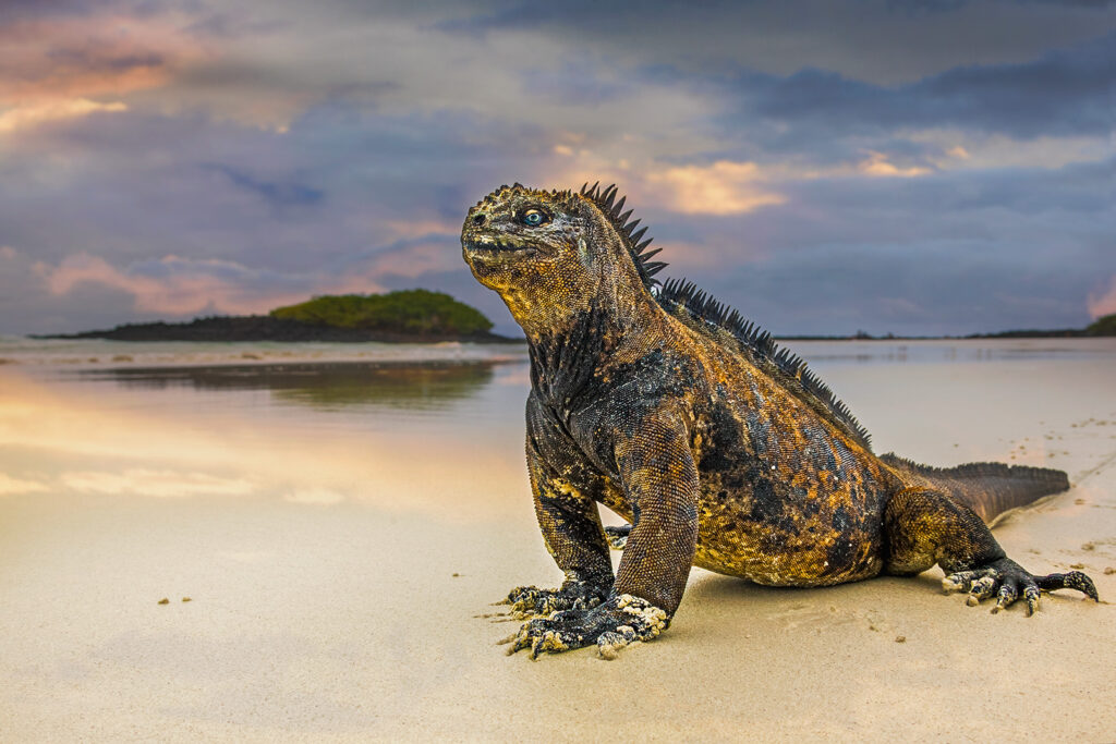 Meerechse fotografiert auf einer Fotoreise auf den Galapagos Inseln.
