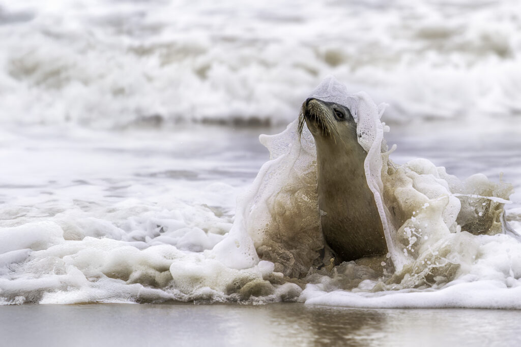 Seelöwe fotografiert auf Kangaroo Island in Australien auf einer Fotoreise mit Benny Rebel