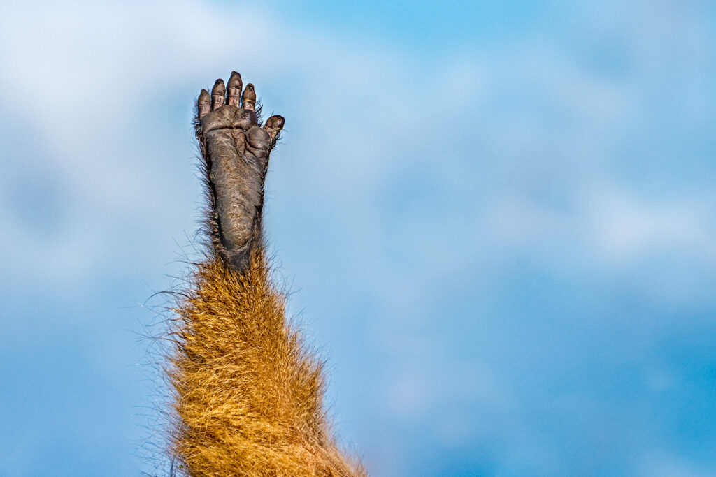Der Fuß eines Dscheladas fotografiert auf einer Fotoreise in Äthiopien.