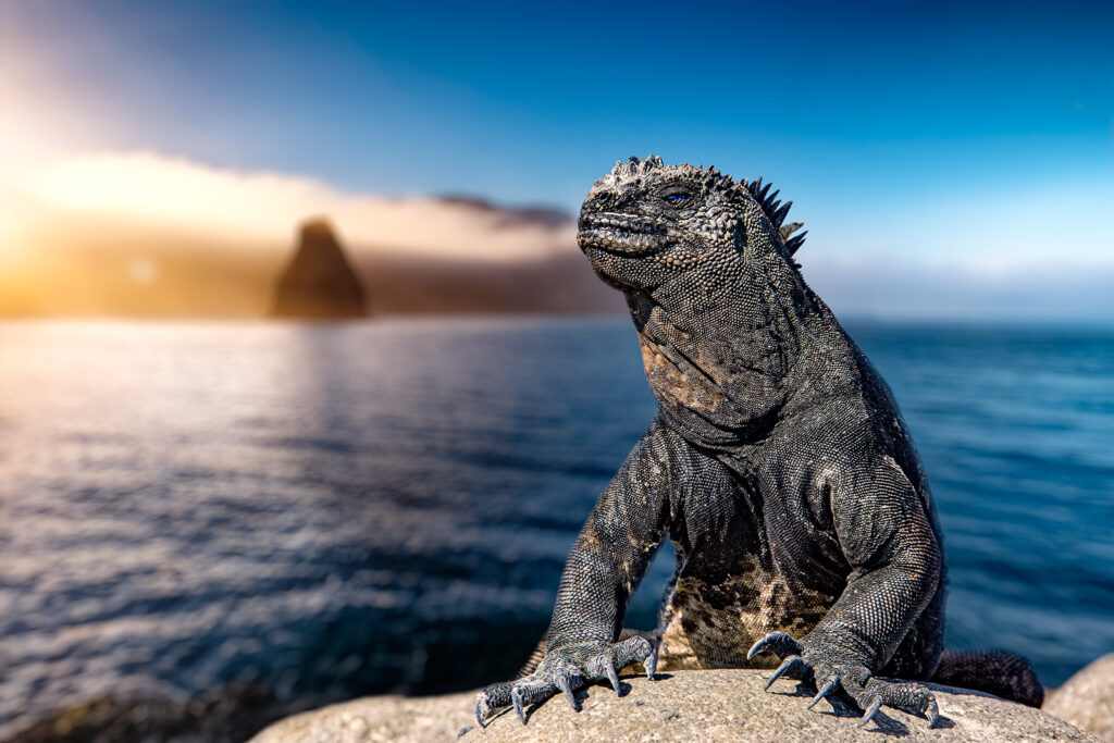 Eine Meerechse fotografiert auf einer Fotoreise auf den Galapagos Inseln.