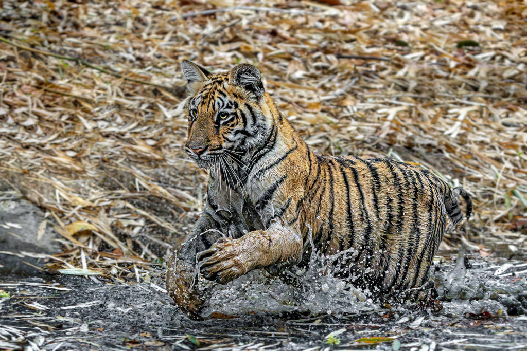 Tiger Baby spielt im Wasser in Indien. Fotografiert auf einer Fotoreise mit Benny Rebel Fotosafaris.