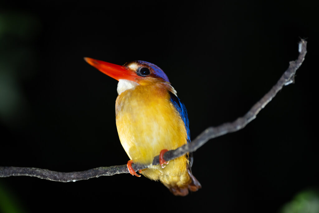 Gestern Abend begaben wir uns auf eine magische Nachtwanderung durch den tiefen Urwald, wo wir die Gelegenheit hatten, die heimische Fauna in einem ganz neuen Licht zu sehen.