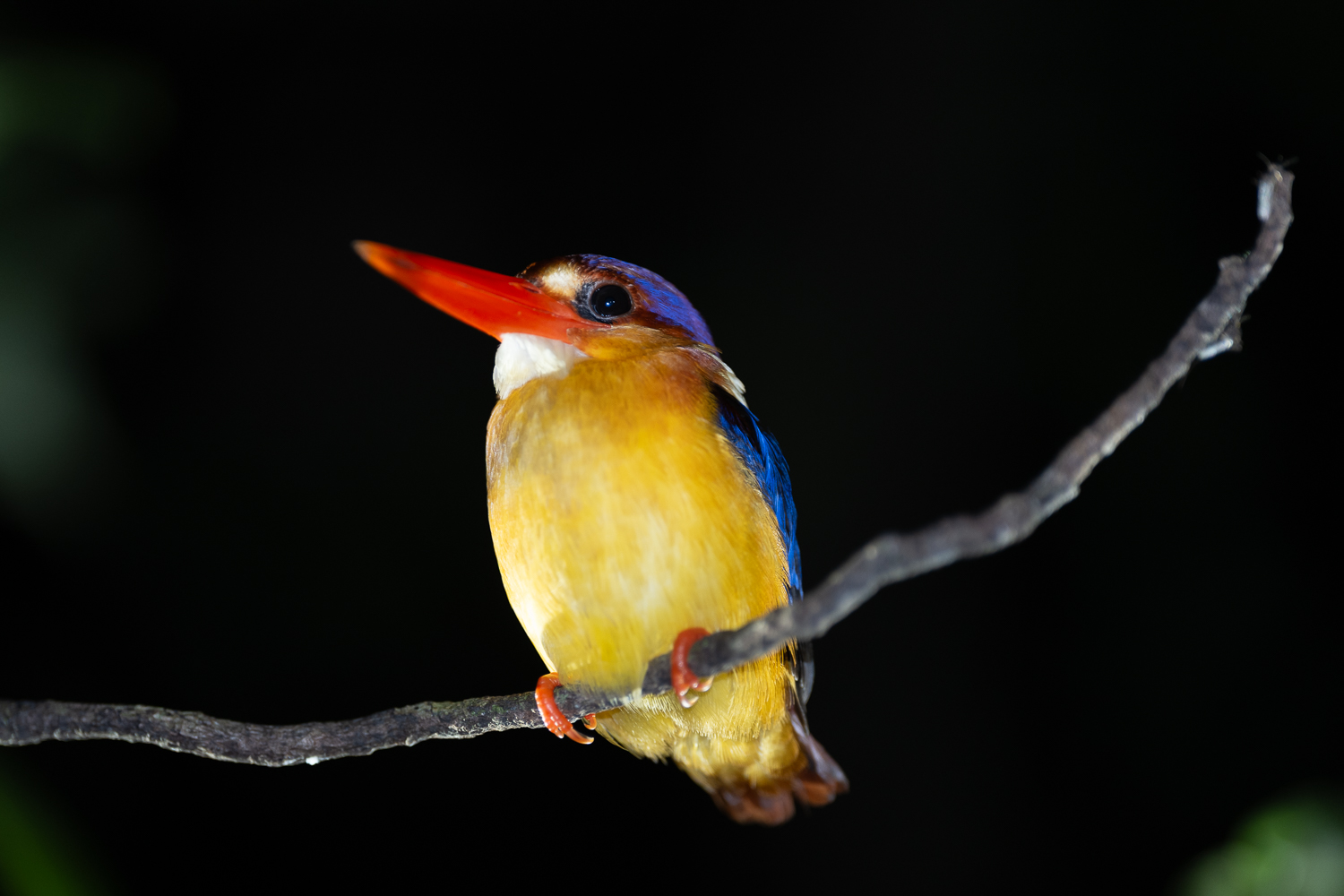 Gestern Abend begaben wir uns auf eine magische Nachtwanderung durch den tiefen Urwald, wo wir die Gelegenheit hatten, die heimische Fauna in einem ganz neuen Licht zu sehen.