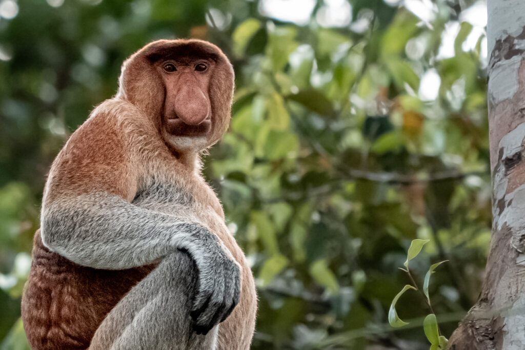 Diese Tiere sind ein Gedicht auf Beinen: ihre Nasen eine Hommage an das Schräge und Schöne des Lebens, ihre Laute ein Konzert irgendwo zwischen heiterem Quaken und philosophischem Brummen.
