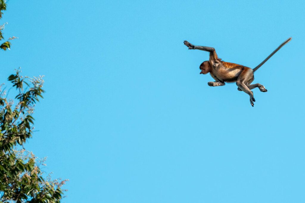 Doch die wahren Stars unseres Morgens waren die Nasenaffen. Mit ihrem verschmitzten Blick und ihren weiten Sprüngen zwischen den Ästen eroberten sie im Nu unsere Herzen – und unsere Speicherkarten.