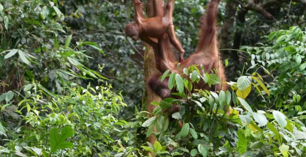 Fotoreise mit Benny Rebel Fotosafaris GmbH aus Hannover. Fotoworkshop in der Wildnis Borneo. Impressionen einer Orang-Utan Familie.