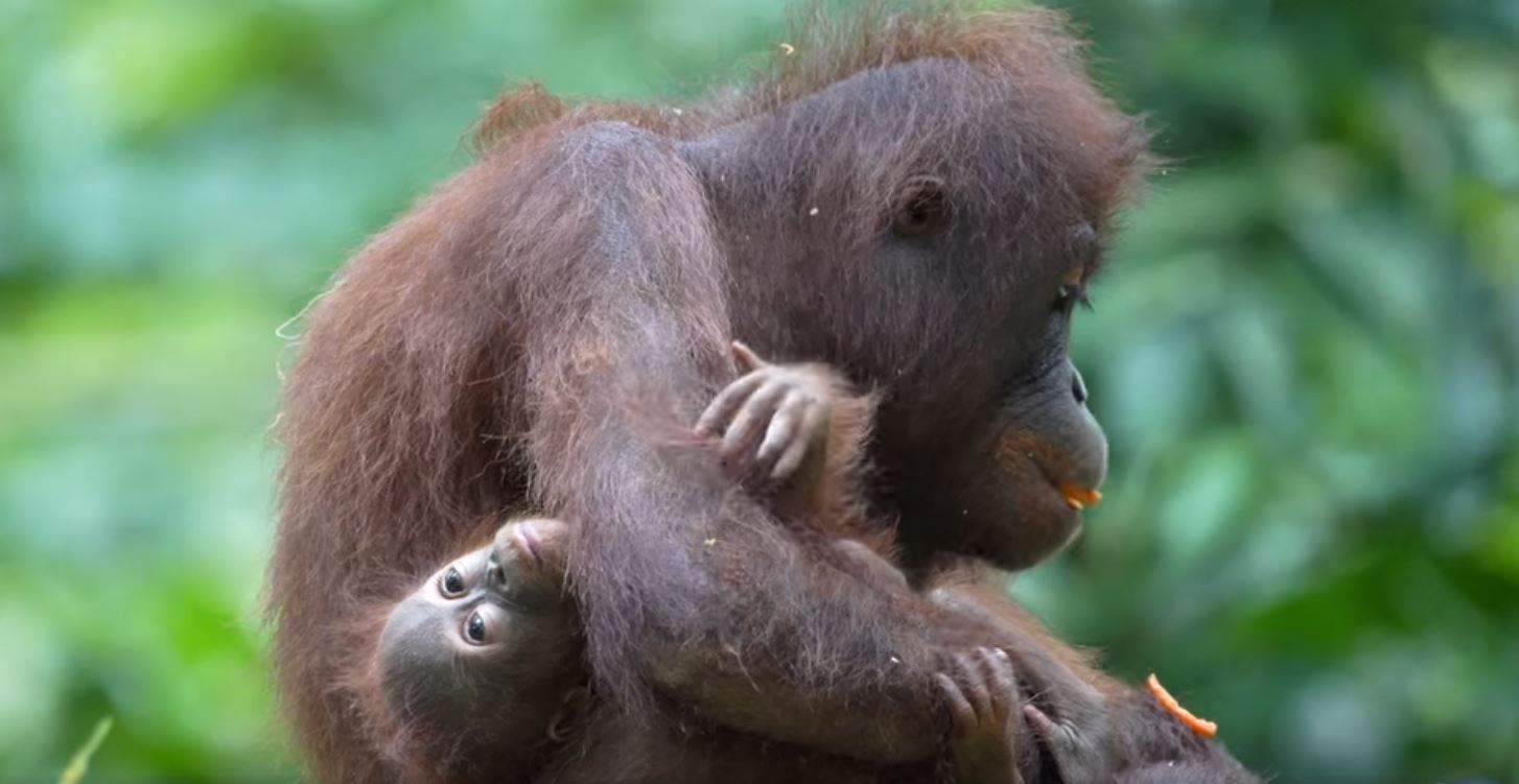 Fotoreise mit Benny Rebel Fotosafaris GmbH aus Hannover. Fotoreise durch die Wildnis Borneos. Fotoworkshop mit einer Orang-Utan Familie.