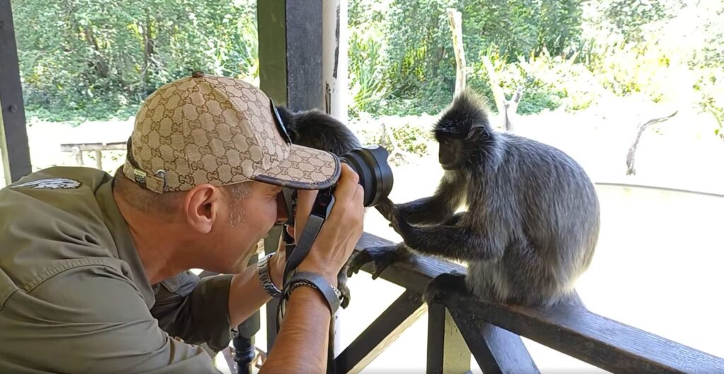Im grünen Dämmerlicht des Dschungels von Borneo, zwischen Baumriesen und tanzendem Laub, trat ich ein in den stillen Kreis der Silver Languren