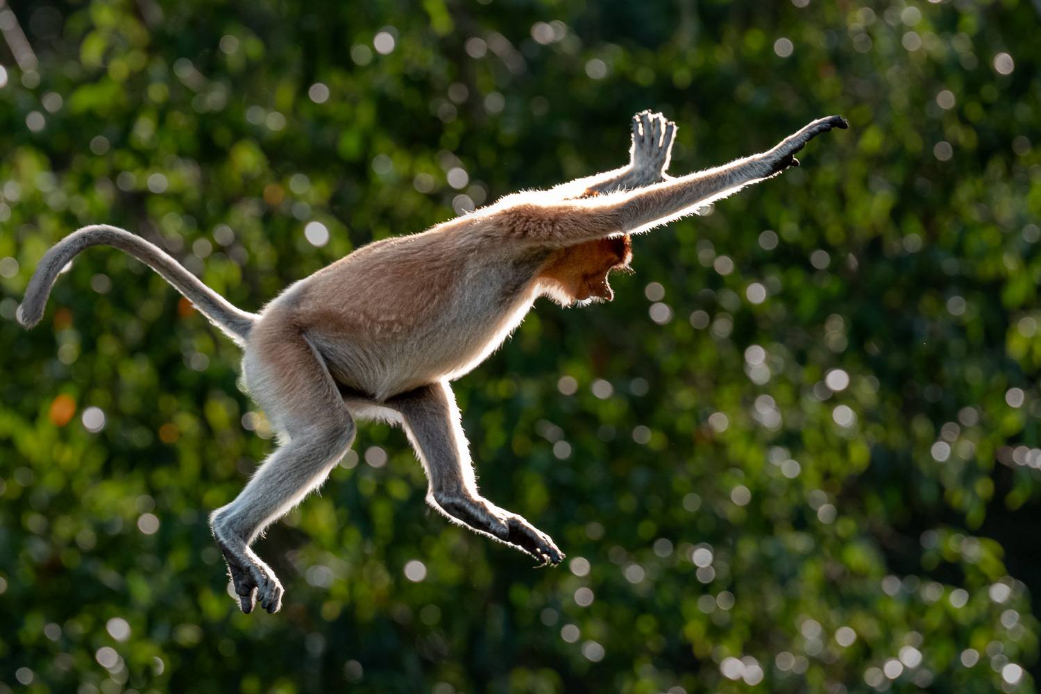 Nasenaffen. Diese wundersamen Geschöpfe, ausgestattet mit Gesichtern wie Karikaturen eines besonders entspannten Großonkels, springen mit einer Grazie,