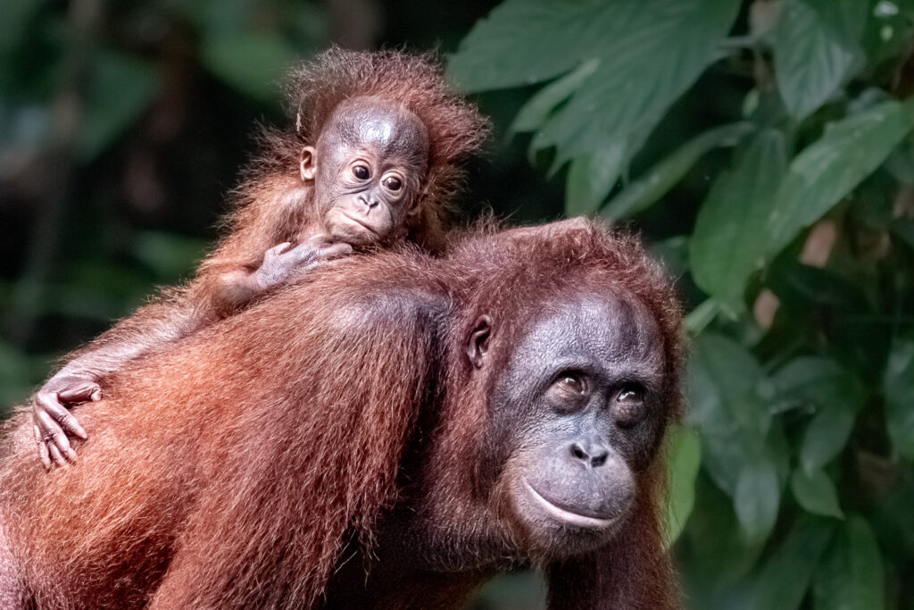 Inmitten des dampfenden Grüns von Borneo, dort, wo das Leben in Schichten aus Licht, Schatten und Atem wohnt, trat sie plötzlich hervor: Eine Orang-Utan-Mutter – still, würdevoll, mit einem kleinen Wesen an ihrer Brust, kaum vier Monate alt.