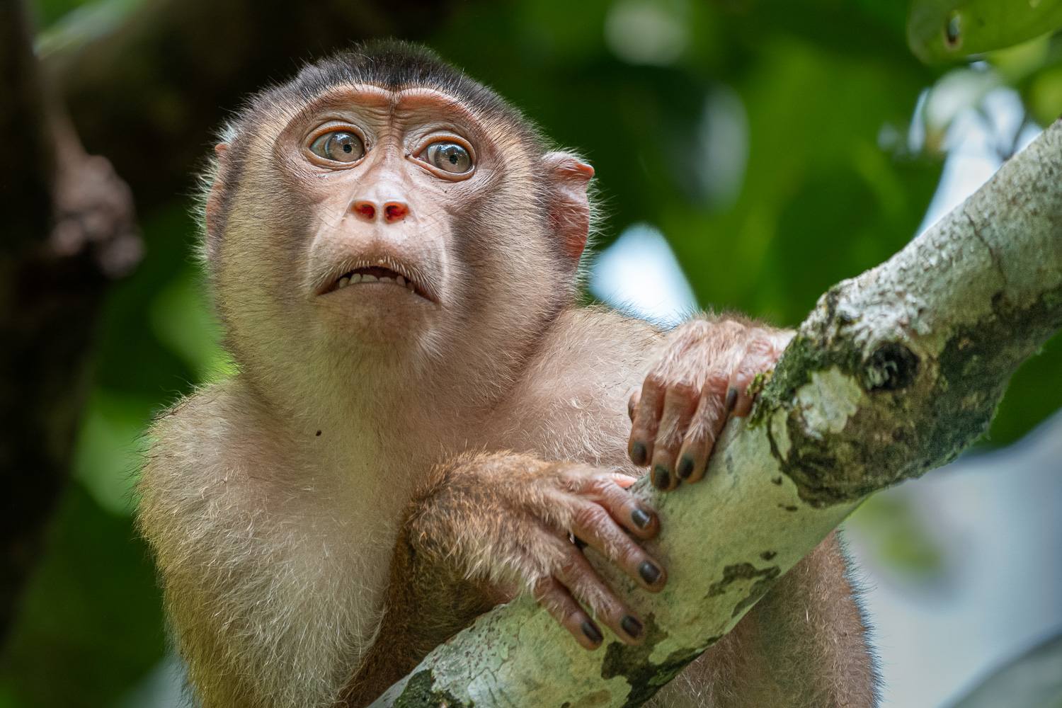 Denn plötzlich, wie aus dem Nichts, betrat sie die Szenerie – ein pubertierendes Makaken-Mädchen, die ganz offensichtlich beschlossen hatte: „Heute bin ICH der Star.“