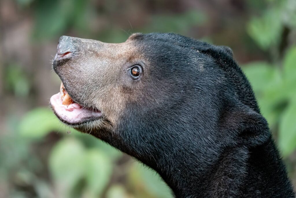 Denn er – der Malaienbär – ist eine Erinnerung. An das, was verschwindet. An das, was war, bevor Straßen sich durch das Grün schnitten. Bevor Lärm den Ruf der Wildnis erstickte.